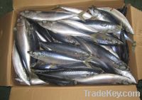 Sell pacific mackerel