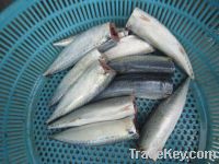 Sell frozen mackerel HGT