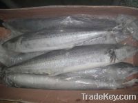 Sell japanese spanish mackerel