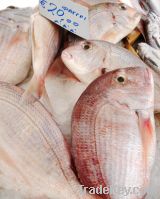 Sell fresh fish and seafood from the Greek Seas