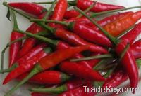 Sell red chilli origin Vietnam