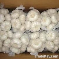 Sell fresh garlic from Vietnam