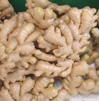 Sell Air-dry Ginger