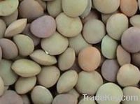 Sell Chinese Lentils(3.0-5.0mm)