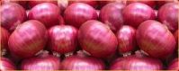 Fresh Nasik Onions