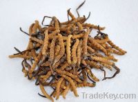 Sell for Chinese caterpillar fungus, worm grass, sex raw material.CC-001