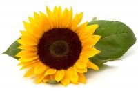 Export Refined Sunflower Oil | Pure Sunflower Oil Suppliers | Refined Sunflower Oil Exporters | Refined Sunflower Oil Traders | Refined Sunflower Oil Buyers | Pure Sunflower Oil Wholesalers | Low Price Sunflower Oil | Best Buy Sunflower Oil | Buy Sunflowe