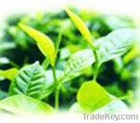low price suppply high quality Green Tea P.E..
