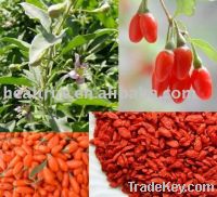 Sell Wolfberry Extract