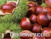 Sell fresh chestnut