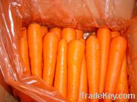 Sell 2012  carrot