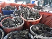 Clean Oysters Carolina