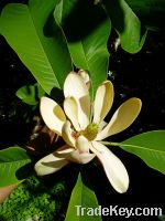 Magnolia Bark P.E., Magnolia total phenol