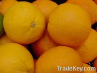 Quality sweet Orange for supply