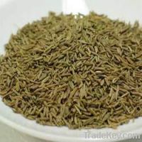 cumin available now