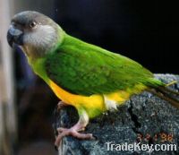 africa parrot for sale