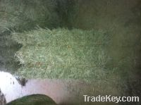 Sell Bermuda Hay