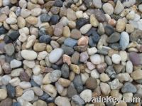 Sell natural river pebbles and cobbles