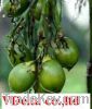 Sell: betel nut