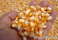 yellow maize corn