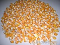  Maize | Maize Exporter | Corn Grain Seller | Maize Buyer | Bulk Maize Grain Importer | Corn bean Buyer | Corn bean Wholesaler | Corn Grain Manufacturer | Best Quality Corn Grain | Cheap Maize Supplier | Low Price Corn | Yellow Corn | White Cron | Baby Ma