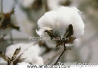 Raw Cotton India