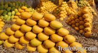 Fresh Mangoes