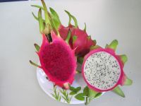 Fresh Dragon Fruit