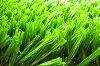 Sell 8800D texPE fibrillated artificial grass for fustal