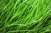 Sell 8800D tex PE monofil artificial grass for fustal