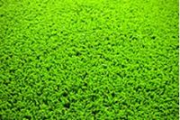Sell 4200D tex PE fibrillated artificial grass for golf field