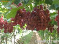 Sell Red global grape