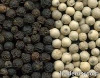 Sell VIETNAM BLACK PEPPER