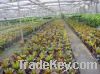 Sell Greenhouse PE Film