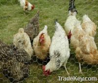 chicken  hexagonal wire mesh