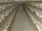 sell   battery cages