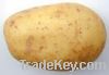 Sell potato