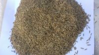 caraway seeds