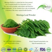 Moringa Leaf powder Herbal Extract Exporters