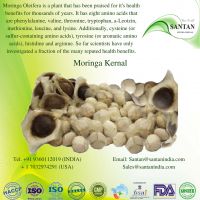 Deshell Moringa Seed Kernels For Sale