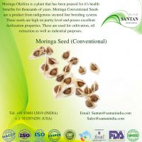 Moringa Seeds For Herbal Extract