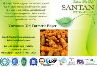 Turmeric Fingers supplier