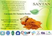 Extract Powder - Curcuma longa