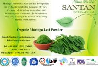Organic Moringa Oleifera Leaf Powder Exporters From India