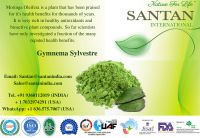 Export gymnemasylvestre