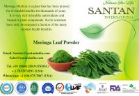 Factory price Moringa Leaf Powder