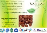 Soap nuts exporter