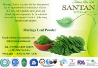 Largest supplier -  Moringa Oleifera