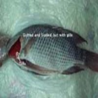 Sell Frozen Black Tilapia Fish Gutted and Scaled