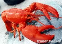 We sell Lobster